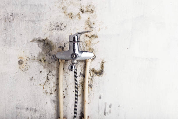 Best Home Mold Removal  in Ida Grove, IA
