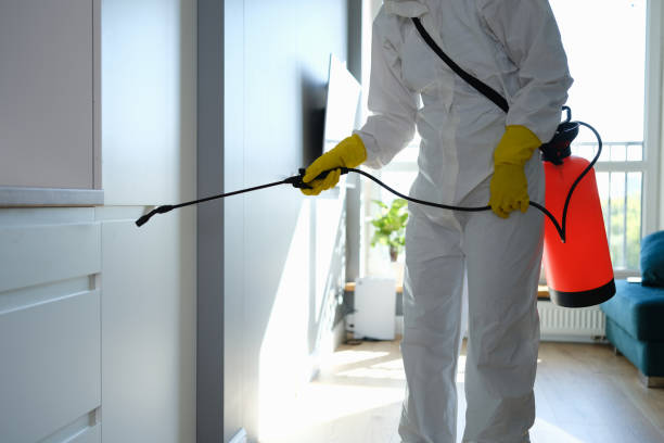 Mold Removal and Inspection in Ida Grove, IA