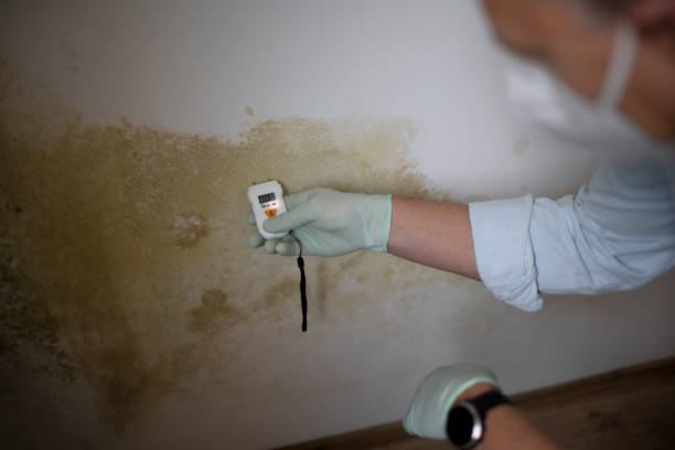 Best Office Mold Removal Services  in Ida Grove, IA