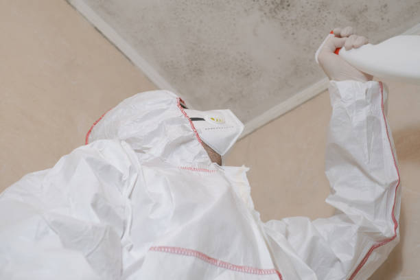 Best Attic Mold Removal  in Ida Grove, IA