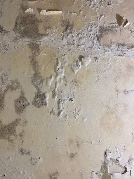 Best Toxic Mold Removal  in Ida Grove, IA