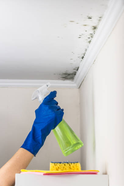 Best Certified Mold Removal  in Ida Grove, IA